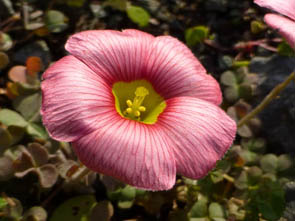 Oxalis obtusa